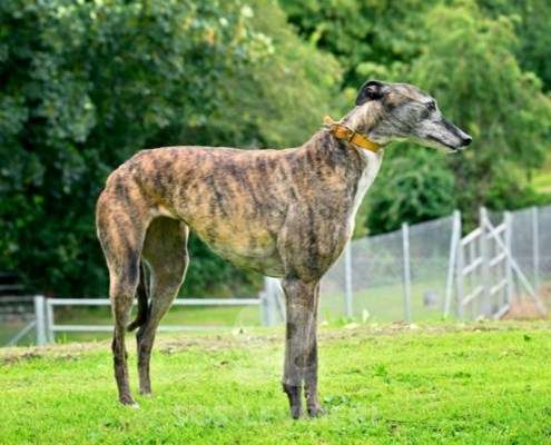 Champagne-Greyhound