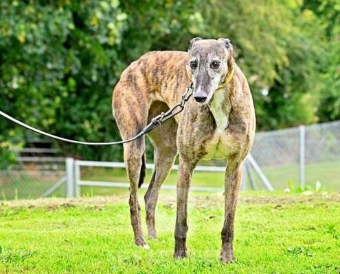 Champagne-Greyhound