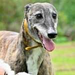 Champagne-Greyhound