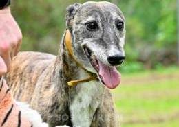 Champagne-Greyhound