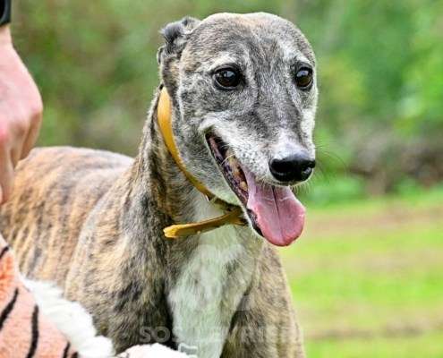 Champagne-Greyhound