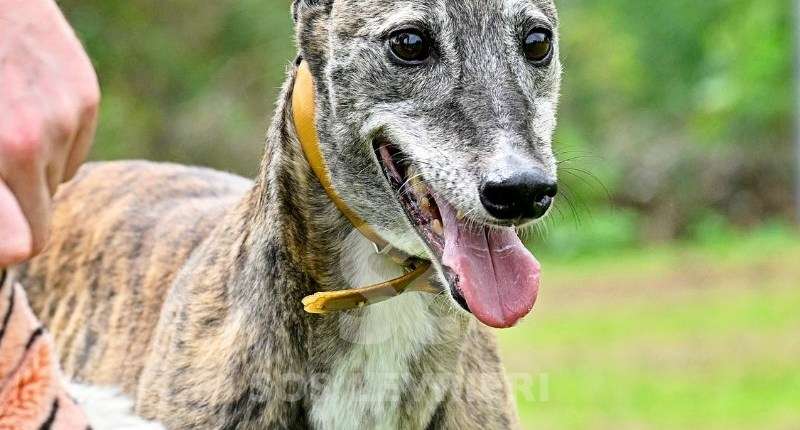 Champagne-Greyhound