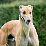 Dean-Greyhound