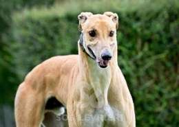 Dean-Greyhound