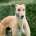 Dean-Greyhound