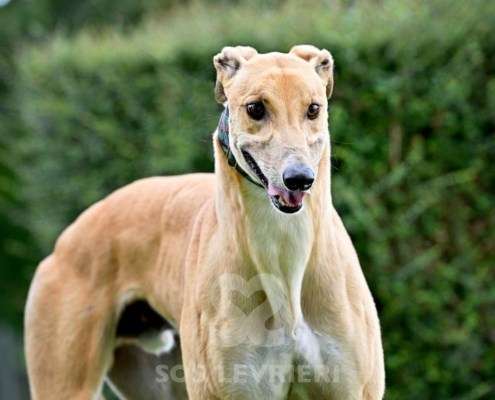 Dean-Greyhound