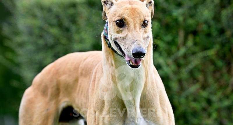 Dean-Greyhound