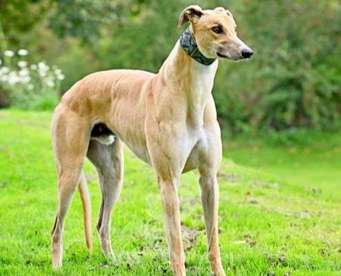 Dean-Greyhound