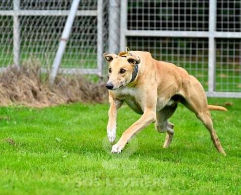 Dean-Greyhound
