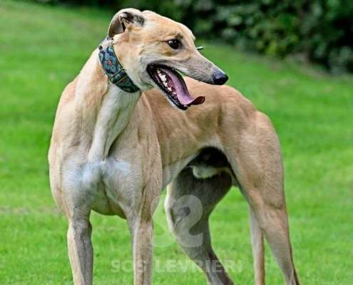 Dean-Greyhound