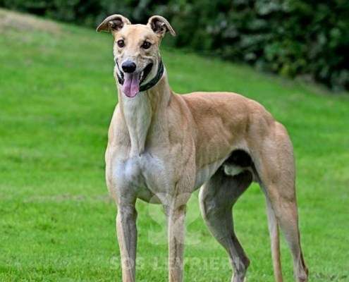 Dean-Greyhound