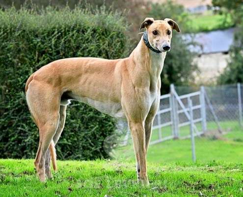 Dean-Greyhound