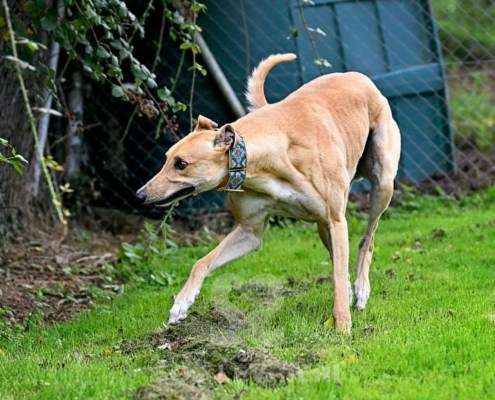 Dean-Greyhound