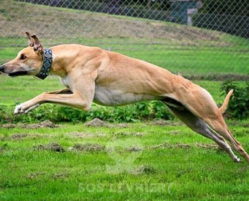 Dean-Greyhound
