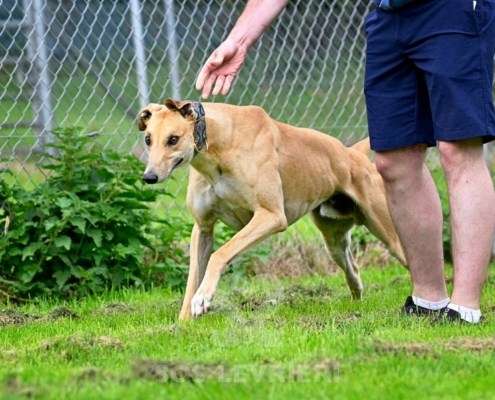 Dean-Greyhound