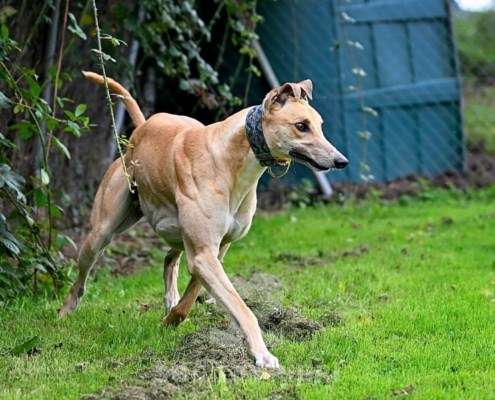 Dean-Greyhound