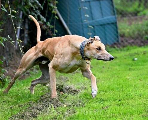 Dean-Greyhound