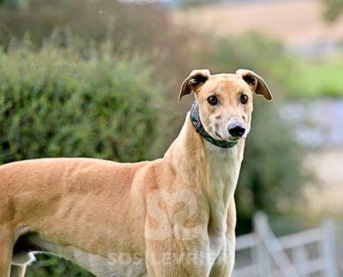 Dean-Greyhound