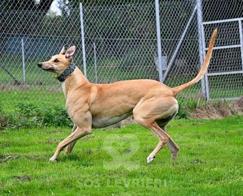 Dean-Greyhound