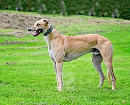 Dean-Greyhound