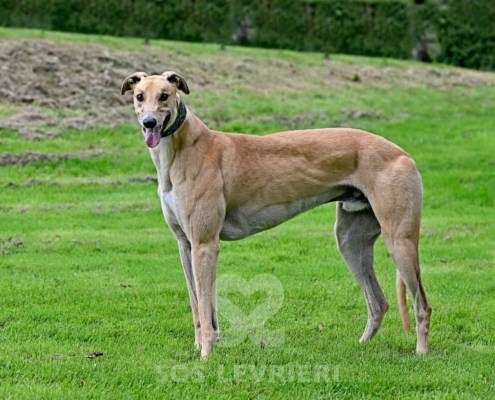 Dean-Greyhound