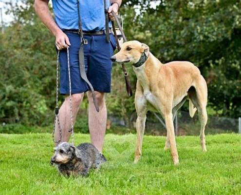 Dean-Greyhound