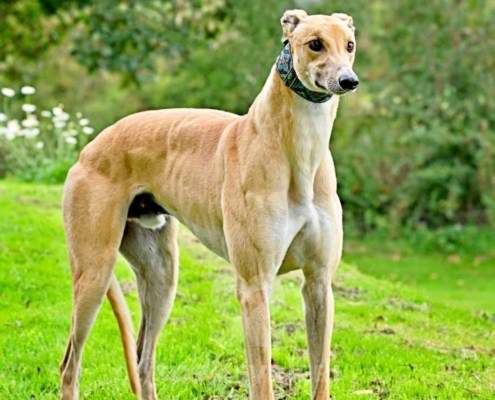 Dean-Greyhound