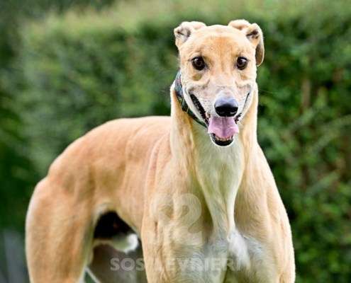 Dean-Greyhound