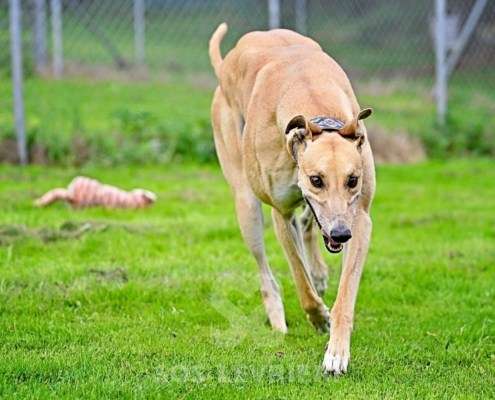 Dean-Greyhound