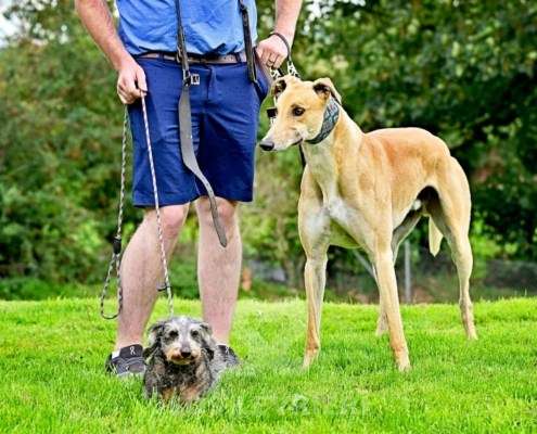 Dean-Greyhound