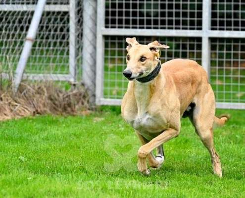 Dean-Greyhound