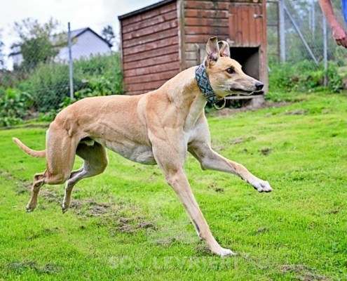 Dean-Greyhound