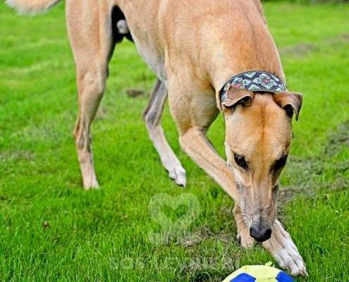 Dean-Greyhound