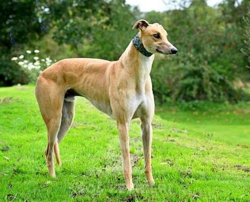 Dean-Greyhound