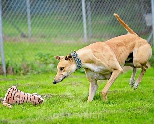 Dean-Greyhound