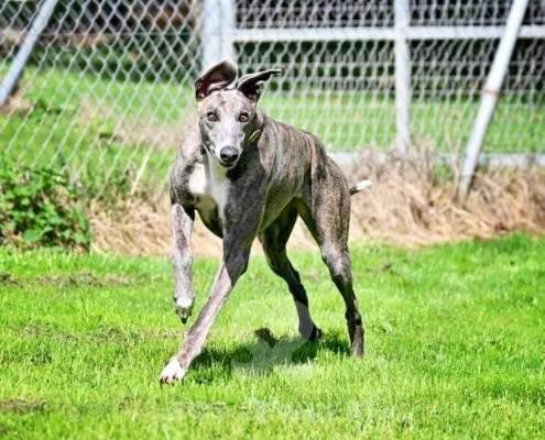 Galathea-Greyhound