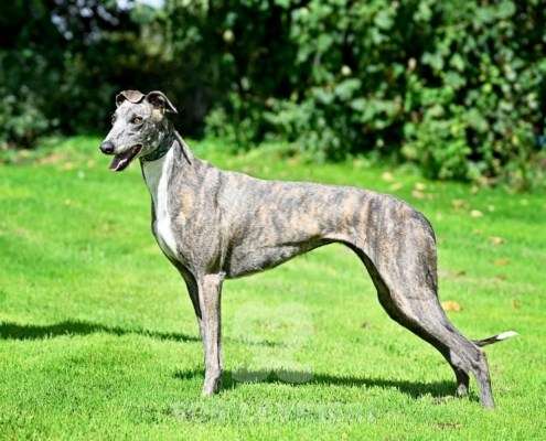 Galathea-Greyhound