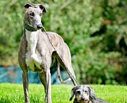 Galathea-Greyhound