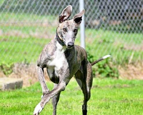 Galathea-Greyhound
