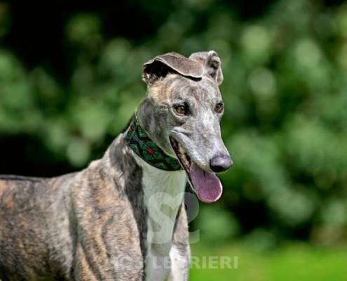 Galathea-Greyhound