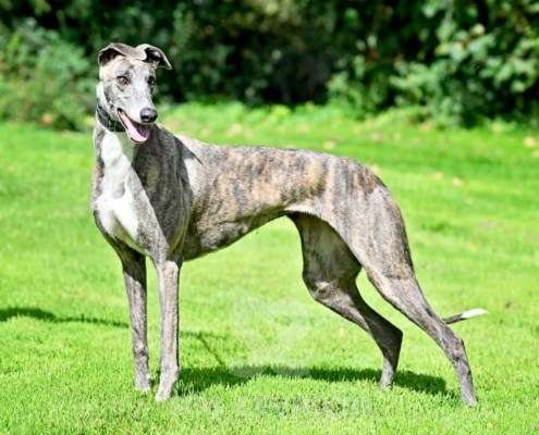 Galathea-Greyhound
