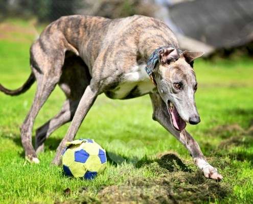 Galathea-Greyhound