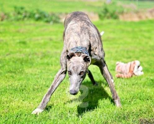 Galathea-Greyhound