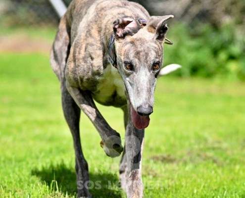 Galathea-Greyhound