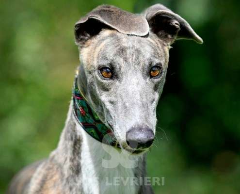 Galathea-Greyhound