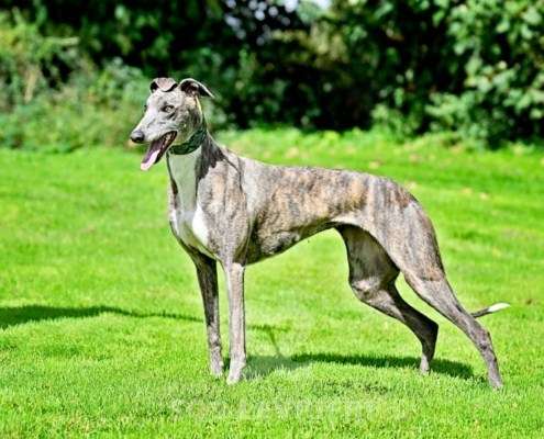 Galathea-Greyhound