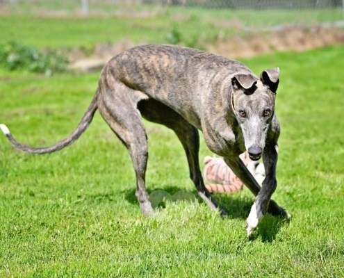 Galathea-Greyhound