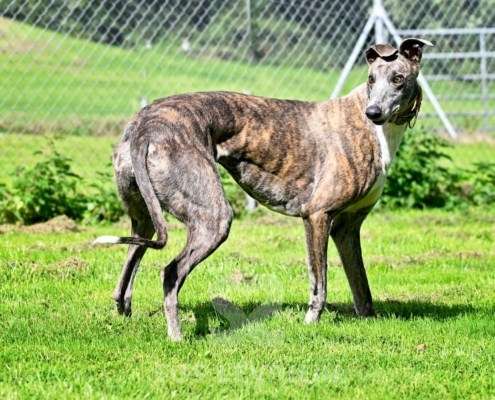Galathea-Greyhound
