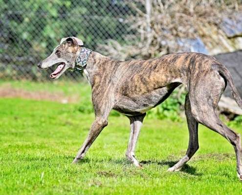 Galathea-Greyhound