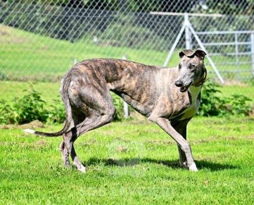 Galathea-Greyhound
